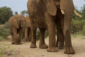 elephants